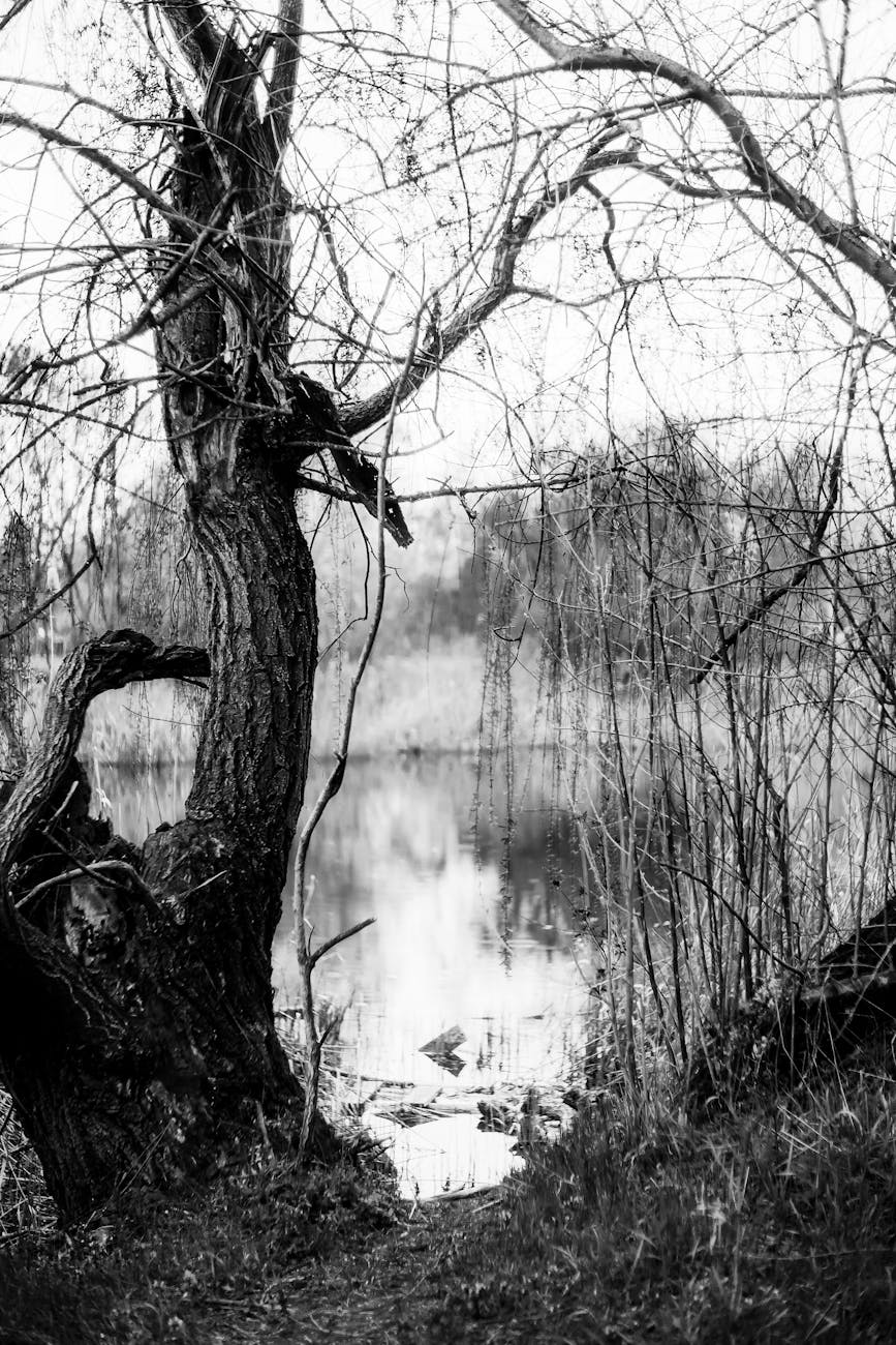 ❄️ January in Hungary — A Month of Cold Air, Warm Kitchens, and Quiet Magic